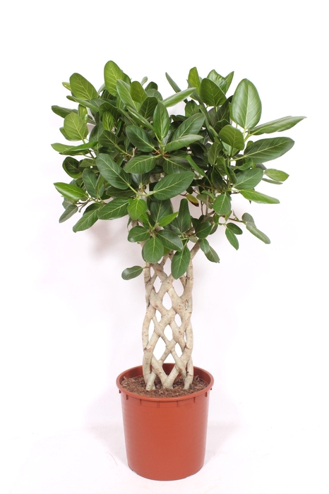 <h4>Ficus Benghalensis</h4>