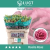 Lisianthus do rosita pink