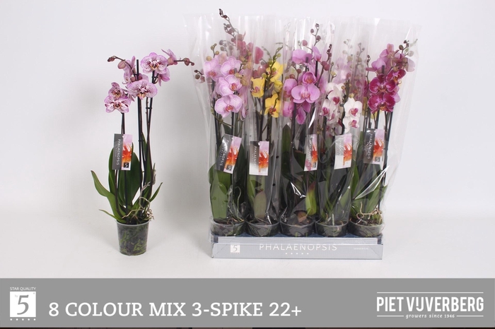 <h4>PHAL GEM 8 KL</h4>