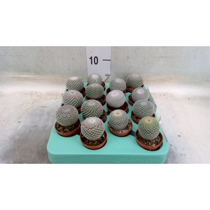 Mammillaria