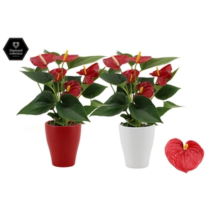 Anthurium 9 cm Diamond Red in Carly ceramics