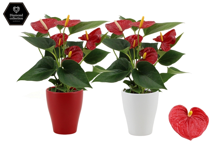 <h4>Anthurium Diamond Red in Carly ceramics</h4>