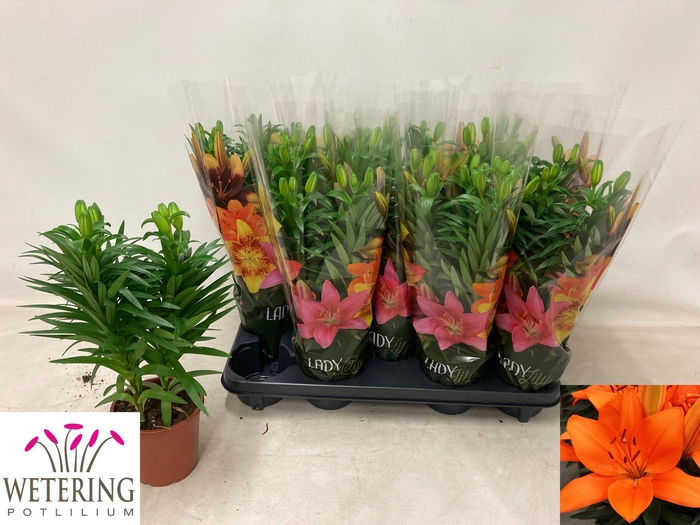 <h4>LIL AS TINY HEROES</h4>