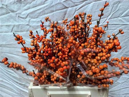 <h4>Ilex Ve Winter Gold Extra</h4>