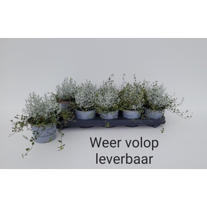 LEUCOPH BROWNII