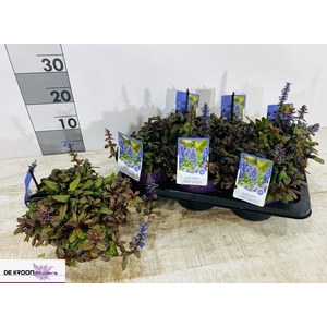 AJUGA REPT