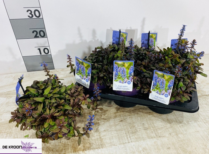 <h4>AJUGA REPT</h4>