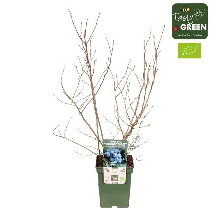 Vaccinium corymbosum