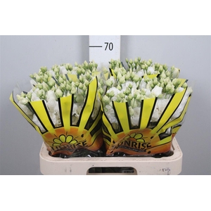 Eus G Alissa Pure White