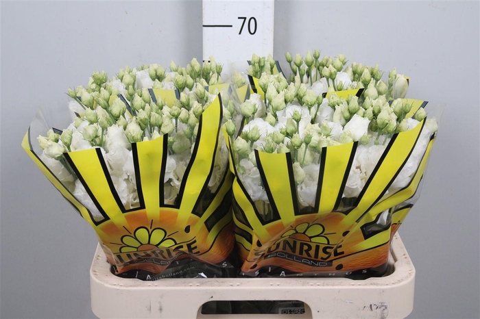 <h4>Eus G Alissa Pure White</h4>