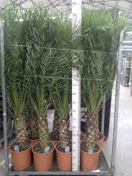 <h4>Phoenix roebelenii</h4>