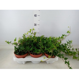 Hedera helix 'Shamrock'