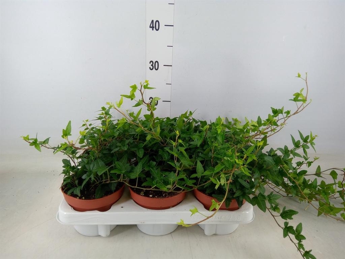 <h4>Hedera helix 'Shamrock'</h4>