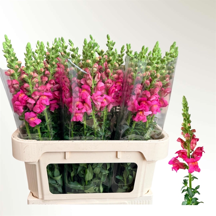 <h4>ANTIR POTO CHER ROSE</h4>