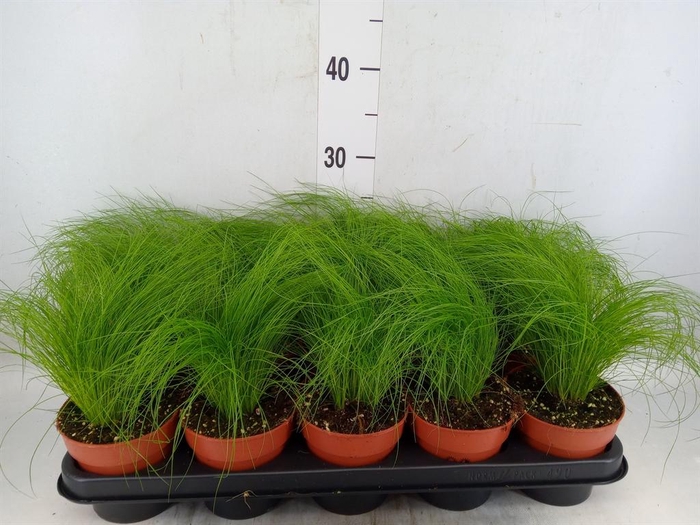 <h4>Stipa tenuifolia</h4>