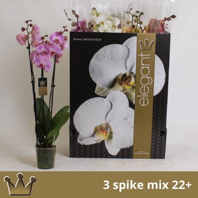 <h4>PHAL GEM 7 KL</h4>