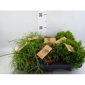 Rhipsalis   ...mix