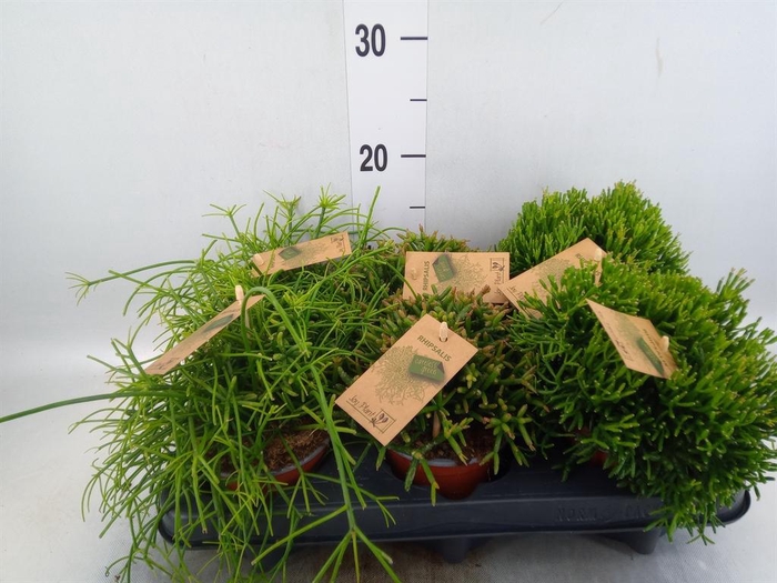 <h4>Rhipsalis   ...mix</h4>