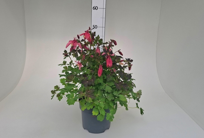 <h4>AQUIL CAERULEA</h4>