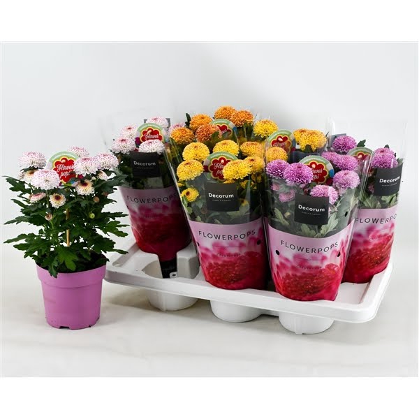 <h4>Flowerpops Abbey Mix</h4>