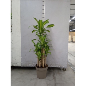 Dracaena frag. 'Massangeana'