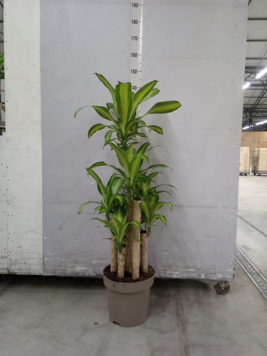 <h4>Dracaena frag. 'Massangeana'</h4>