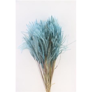 Dried Stipa Feather L. Blue P. Stem