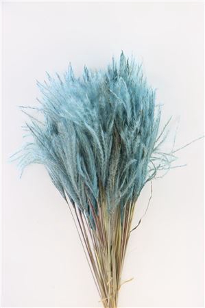 Dried Stipa Feather L. Blue P. Stem