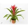 Guzmania Suerte Salmon