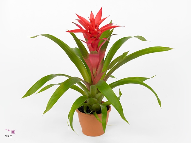 Guzmania Suerte Salmon