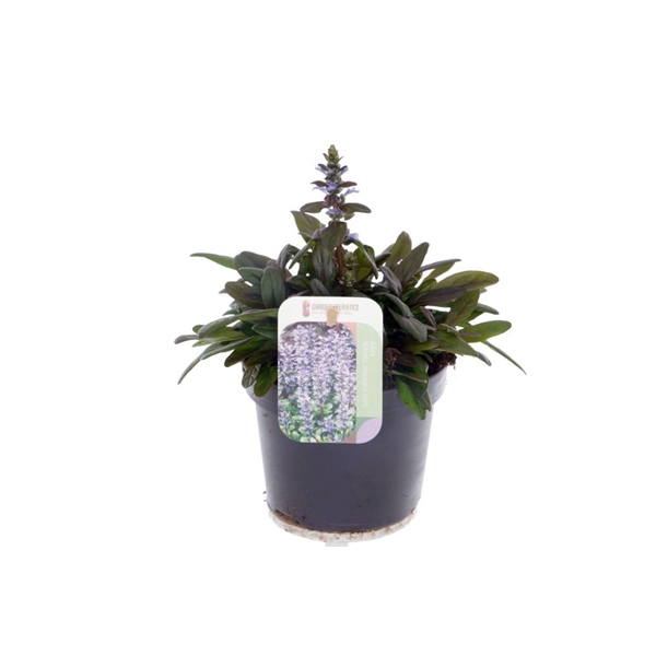 Ajuga reptans Chocolate Chips