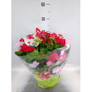 Pelargonium p.x z. 'Marcada Dk Red'
