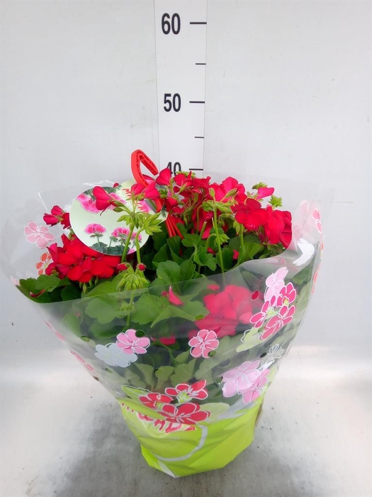 <h4>Pelargonium p.x z. 'Marcada Dk Red'</h4>