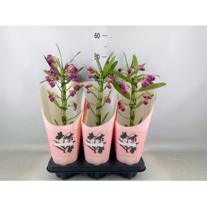 Dendrobium nob. 'StarCla Akatsuki'