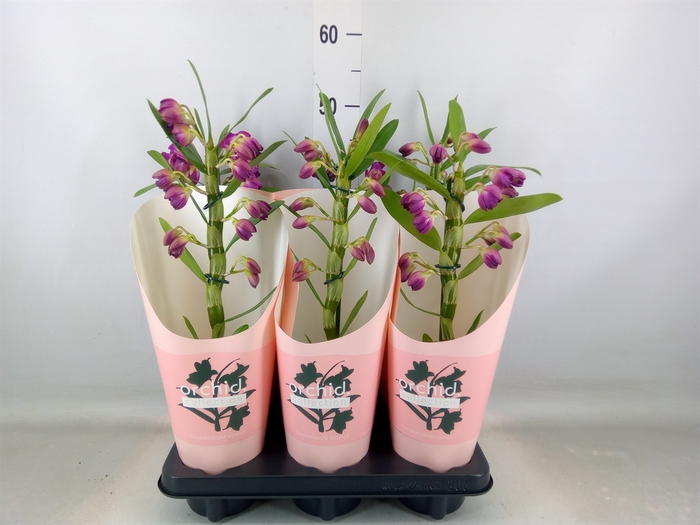 <h4>Dendrobium nob. 'StarCla Akatsuki'</h4>
