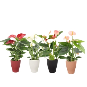 Anthurium 7 cm 4 color mix in Carly winter ceramics