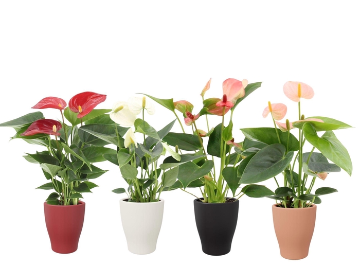 <h4>Anthurium 7 cm 4 color mix in Carly winter ceramics</h4>