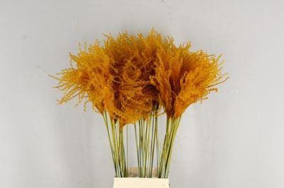 <h4>Dried Miscanthus Apricot 90cm</h4>