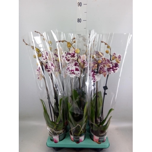Phalaenopsis   ...