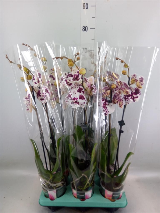 <h4>Phalaenopsis   ...</h4>