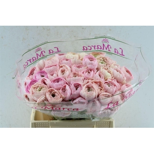 Ran Kloon Prima Rosa