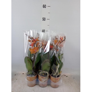 Phalaenopsis multi. 'Ant Bolzano'