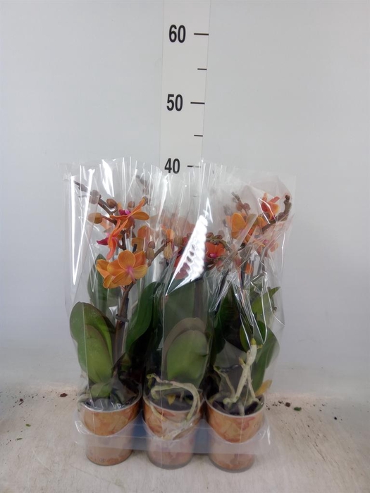 <h4>Phalaenopsis multi. 'Ant Bolzano'</h4>