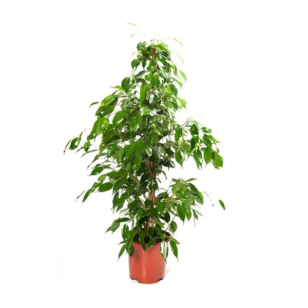 <h4>FICUS BENJAMINA P24</h4>