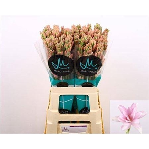 Polianthes Elle Pink