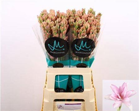 <h4>Polianthes Elle Pink</h4>