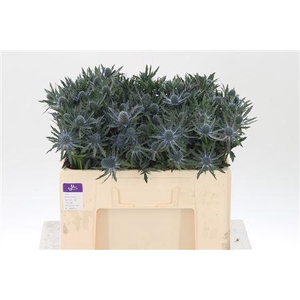 Eryngium Orion Qstar