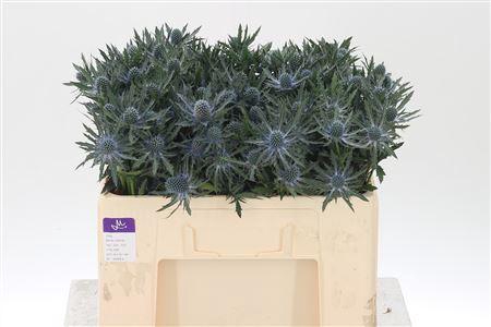 <h4>Eryngium Orion Qstar</h4>
