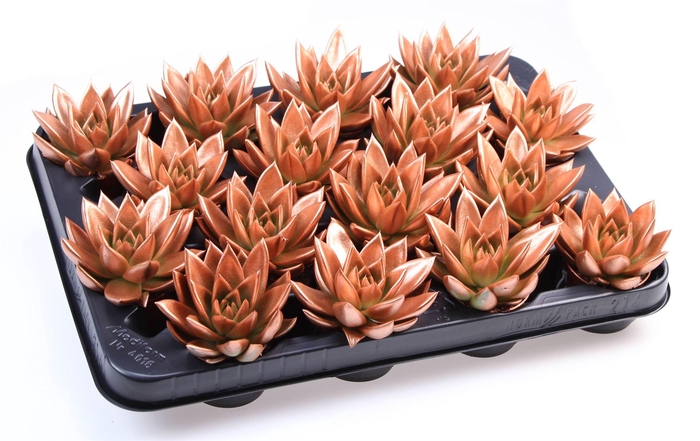 <h4>Echeveria  'Miranda'</h4>
