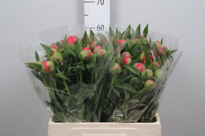 <h4>Paeo Coral Sunset</h4>